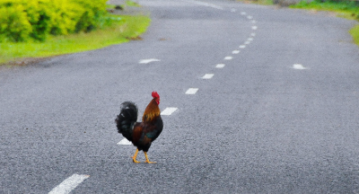 How Long Does It Take For The DOC To Cross The Road?